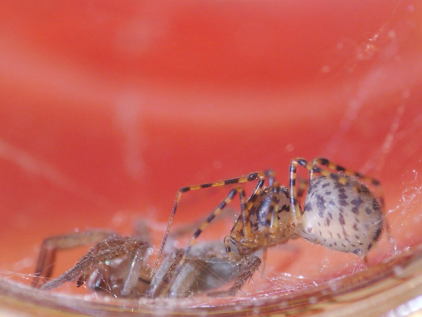 Scytodes thoracica